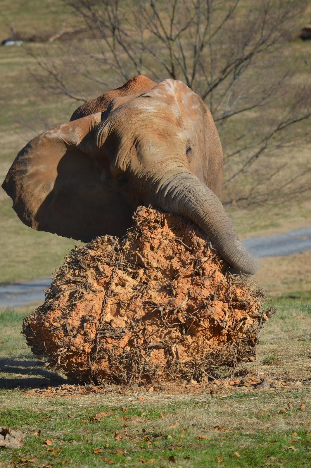 North Carolina Zoo