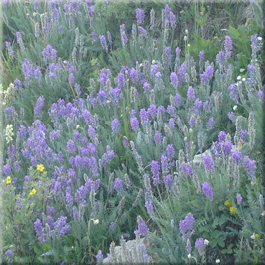 Bike WA to VT, Write History: Purple Springs, Alberta: grazing