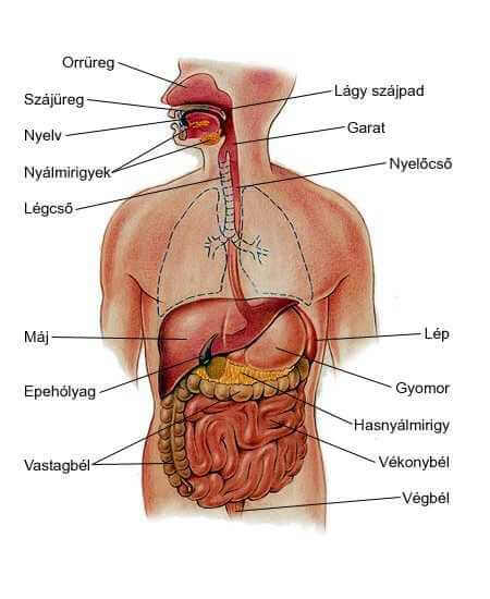 Az emberi test felépítése és egészsége
