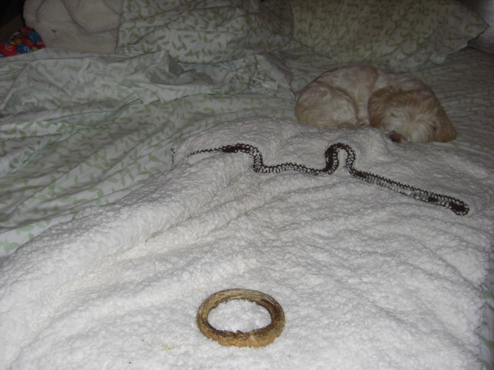 Busy, Busy Buttons Bed Hog Dog