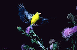 flying birds goldfinch flight american sun scott bird shines previous pauca verba