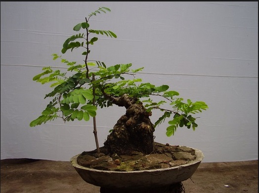 Harga bonsai asem jawa