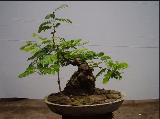 Bonsai Asam yang Mempesona