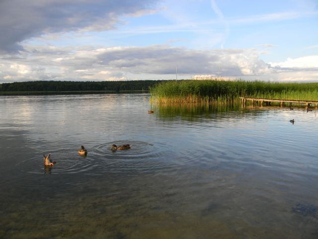 jezioro to raj dla ptaków wodnych ptaki, jezioro, trzcina, nurkowanie