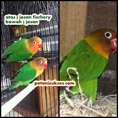 Perbedaan Lovebird Dark Green Dan Josan Peternakan Dan Perkebunan