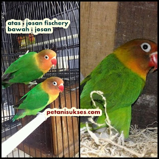 Perbedaan lovebird josan dengan josan fischery Perbedaan lovebird josan dengan josan fischery