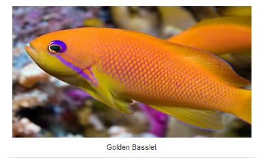 Golden Basslet
