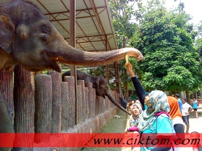 Aksi tirah lagi...perggh kagum sampai terlopong cik tom tengok..haha