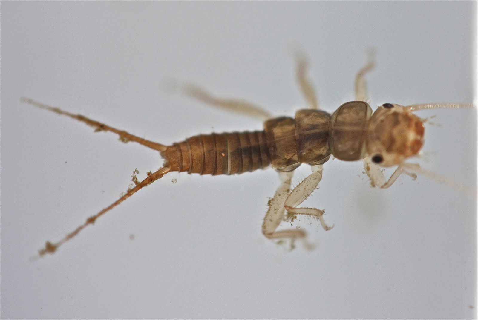 Aquatic Insects of Central Virginia: Maturation of 