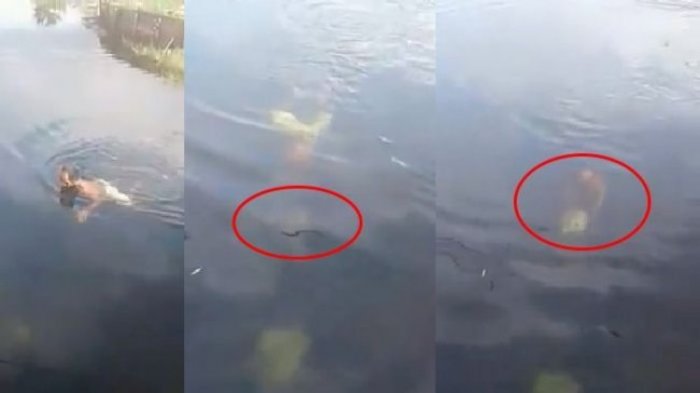 Kejinya! Bayi Mungil Dibuang ke Sungai, Berikut VIDEO Detik-detik Penyelamatannya Kejinya! Bayi Mungil Dibuang ke Sungai, Berikut VIDEO Detik-detik Penyelamatannya