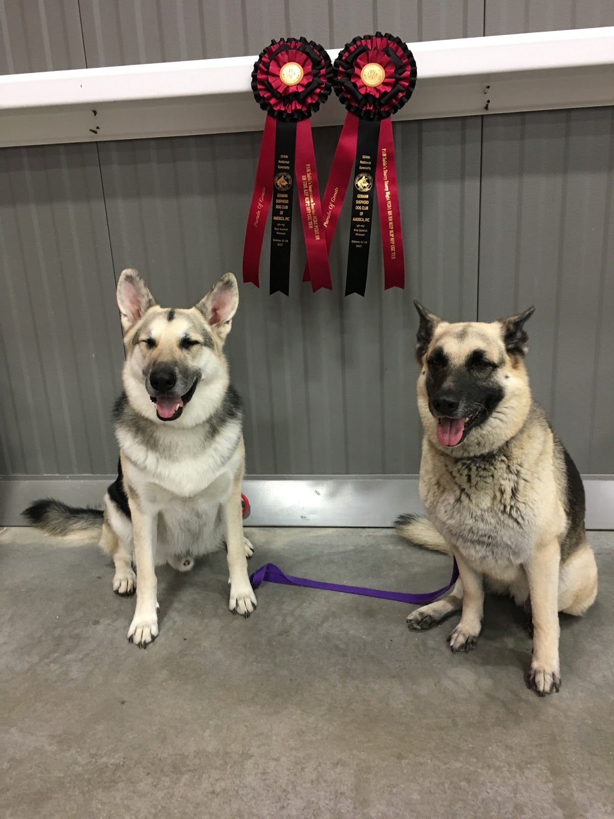Pack of Four The German Shepherd Dog Club of America Nationals