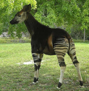 Okapi - animals beginning with O Okapi - animals beginning with O