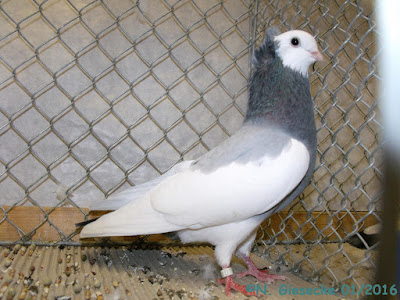 Sisak Roller Siscki prevrtac - crotian pigeons - roller