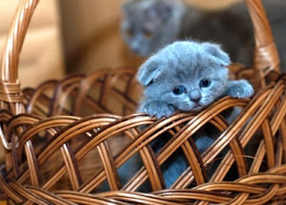 Foto-foto Kucing Lucu Sedunia Foto-foto Kucing Lucu Sedunia