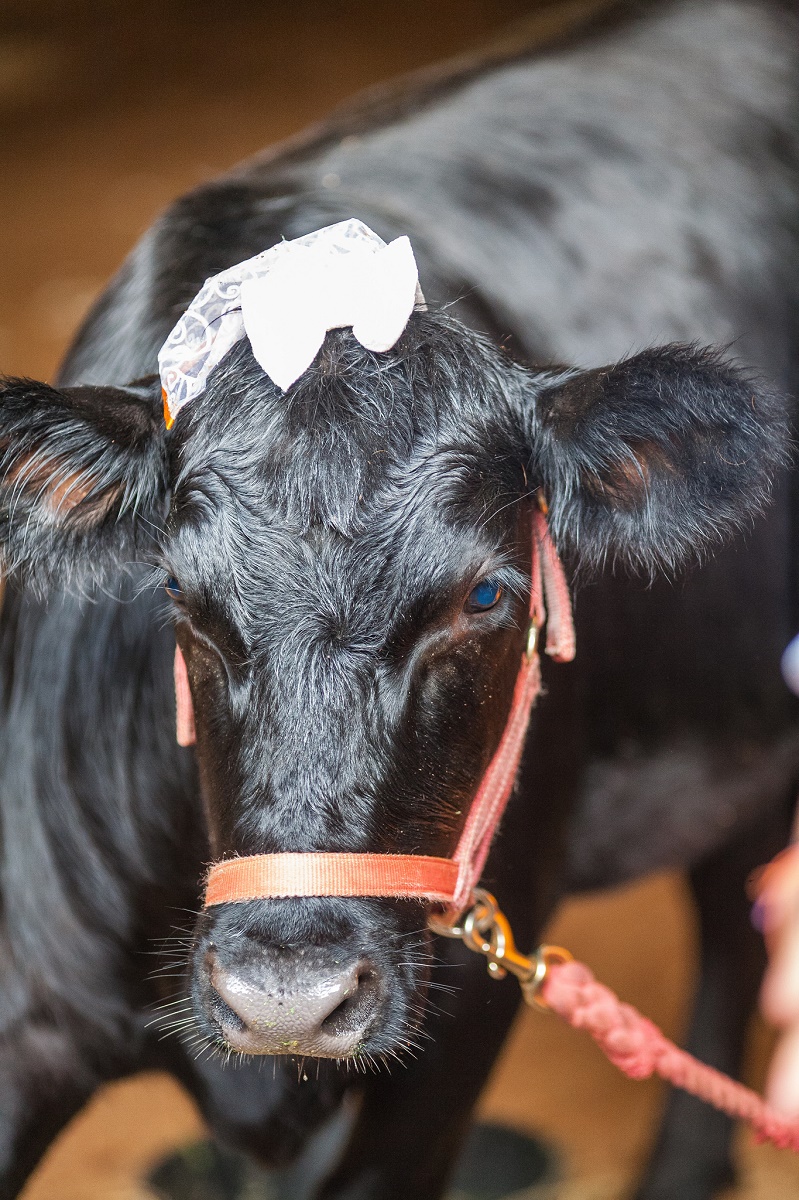 IMAGE: https://4.bp.blogspot.com/-q8YlHXw7Odw/V1rbRymfLLI/AAAAAAAATD4/i-VzV-YWXbsk8XDI1t3AgtS2KYoW5zf3ACLcB/s1600/5.jpg