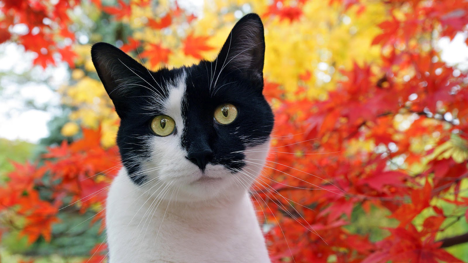 40 Prachtige Katten Wallpapers En Foto S Mooie Achtergronden