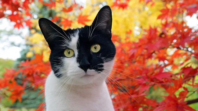 Zwart witte kat herfst