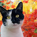 40 prachtige katten wallpapers en foto's