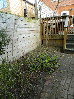 Riverdale Backyard Garden Makeover Before by Paul Jung Gardening Services--a Toronto Organic Gardening Company Riverdale Backyard Garden Makeover Before by Paul Jung Gardening Services--a Toronto Organic Gardening Company