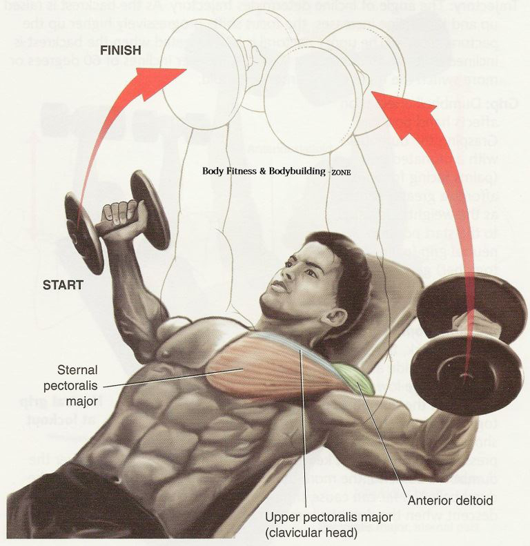 Chest Workout Tips and Exercise Bodybuilding and Fitness Zone
