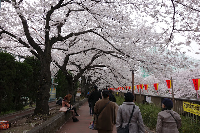 Sakura at Meguro river 2013