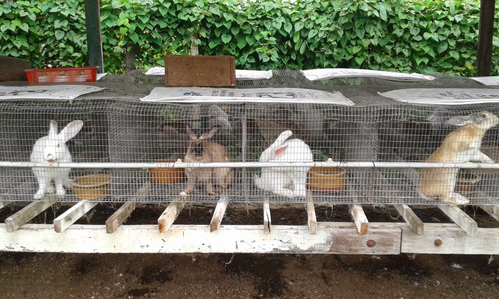 Bungabunga Kehidupan Rabbit Farm Broga