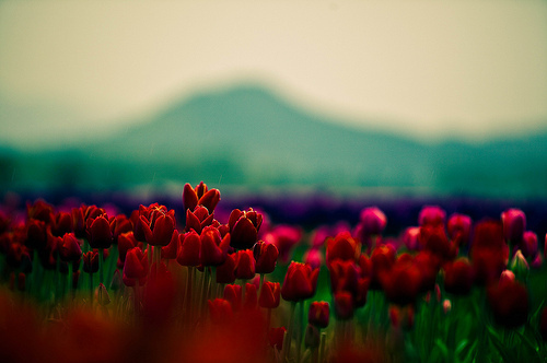 flower photography tumblr flower photography tumblr