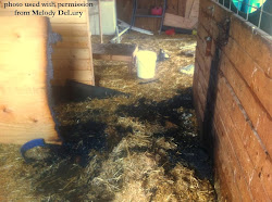 heat chicken lamp coop lamps safe fire chickens winter brooder chick barn coops cold need ways chicks catching goats brinsea