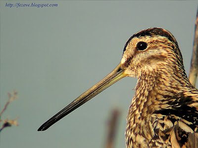 Agachadiza común (Gallinago gallinago)