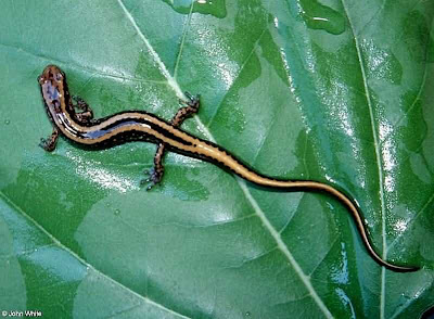 salamandra de tres lineas Eurycea guttolineata