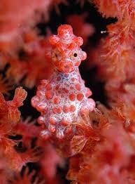 Kuda Laut Kuda Laut