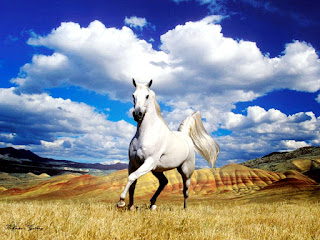 White Horse and Awesome Clouds HD Wallpaper