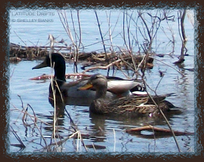 Copyright © Shelley Banks, all rights reserved.
