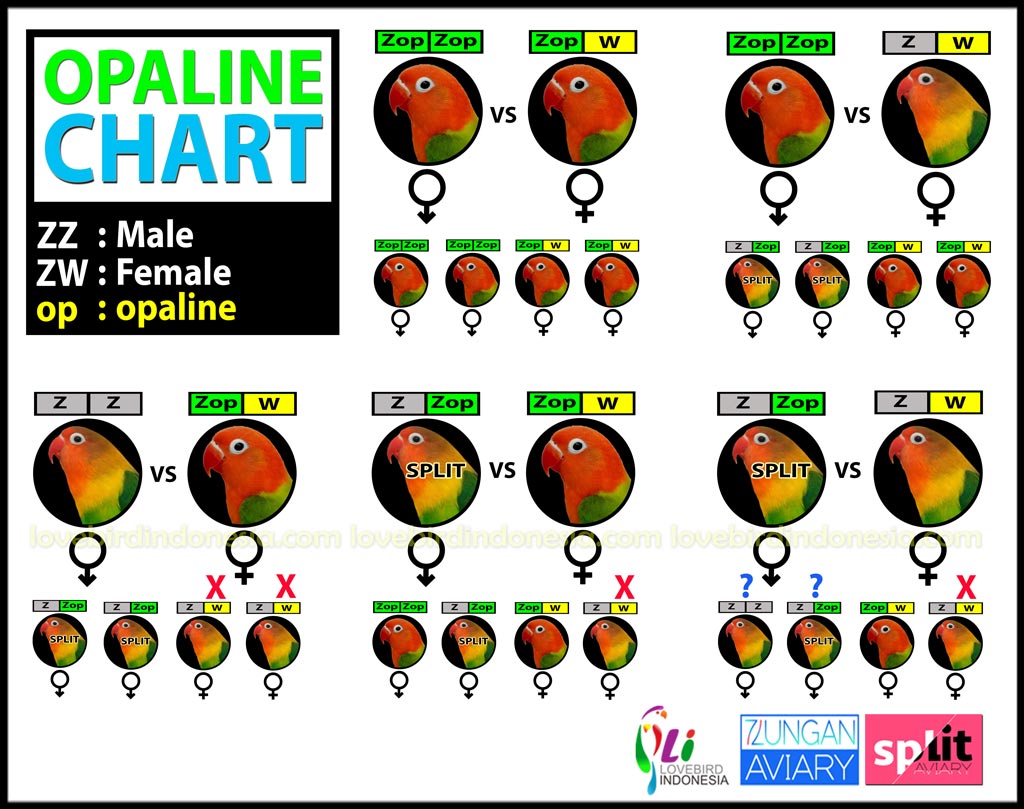 Opaline Chart