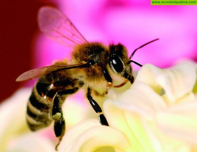 Ayudas a los productores de miel de abeja negra canaria