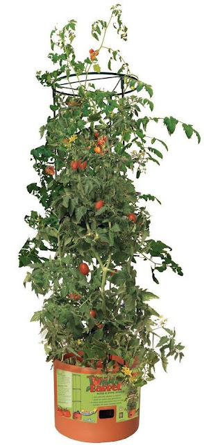 Tomato Barrel
