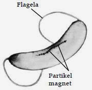 Bakteri yang memiliki partikel magnetik Bakteri yang memiliki partikel magnetik