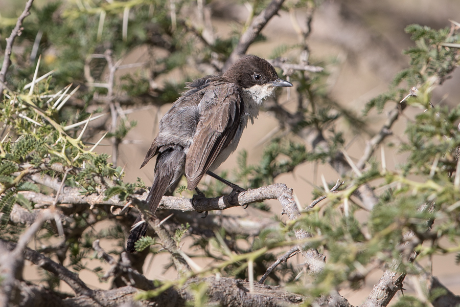 Birds of Saudi Arabia: Arabian Warbler – An Namas