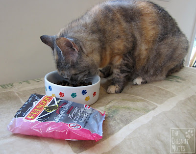 Smooshie eating some Evanger's Low Grain Super Premium Cat Food