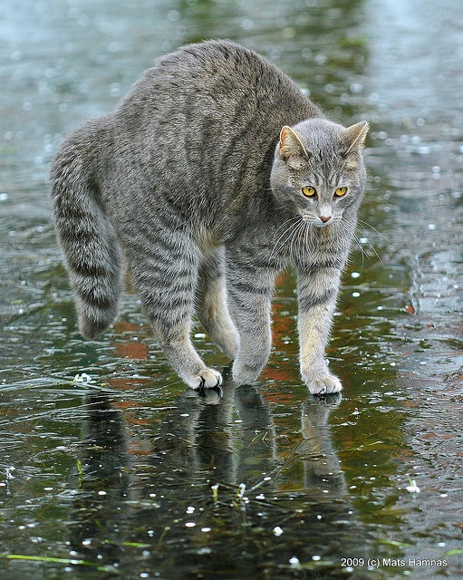 Choco Toujours It's raining Cats