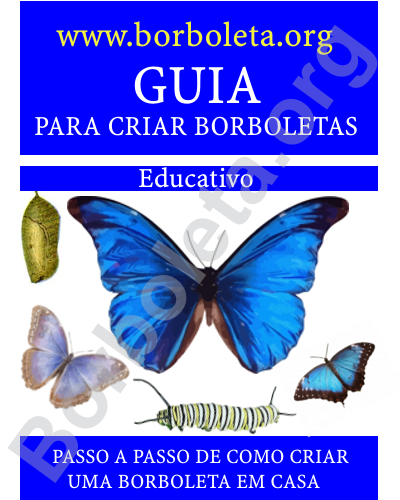 Como criar uma borboleta em casa - Invivo