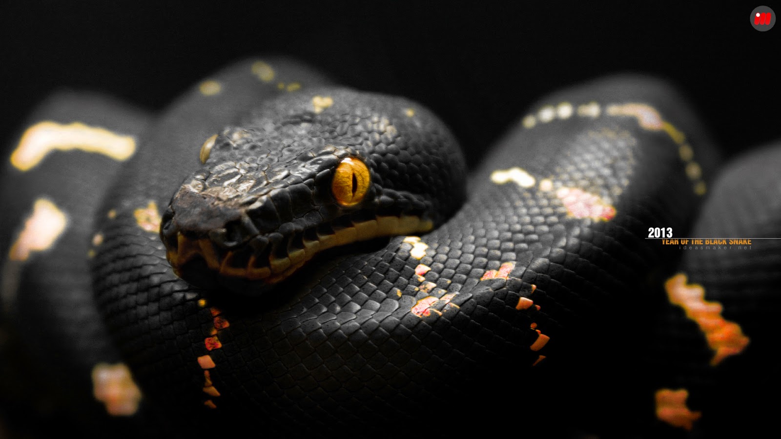 snake 1920 x 1080p hd wallpaper full hd wallpapers