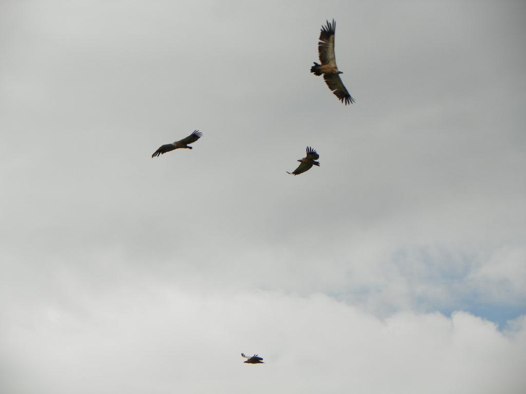 The Passing Tramp Carrion Death Vultures in the Sky (1935), by Todd