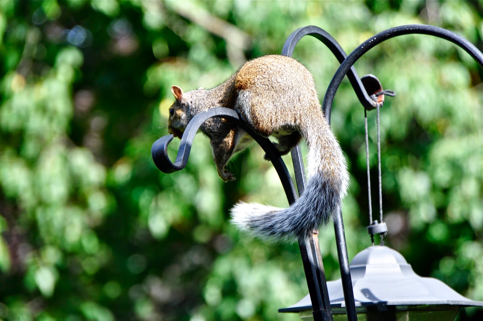 My Retiring Life "You can't be friends with a squirrel! A squirrel is just a rat with a cuter