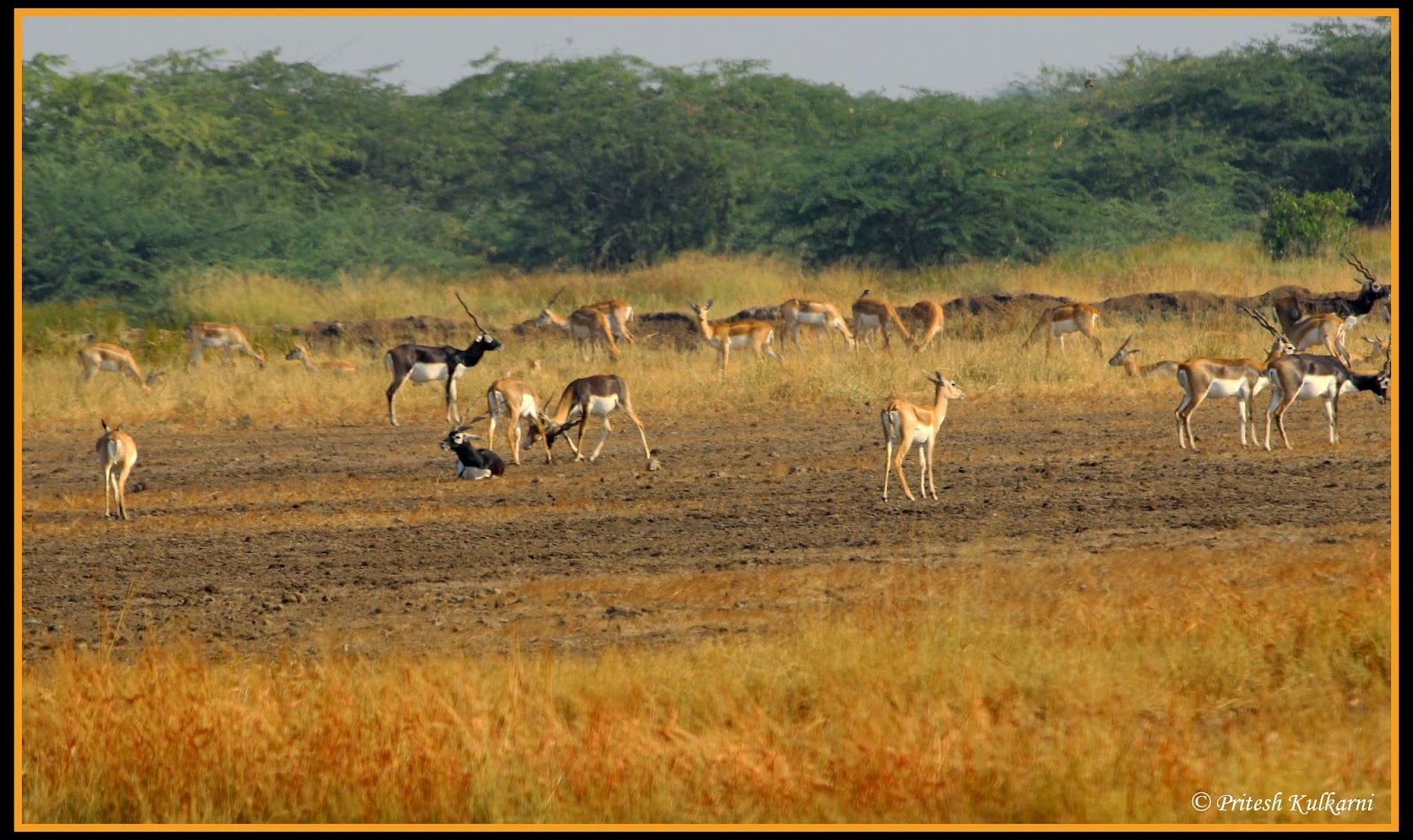 Blackbuck fight Blackbuck fight