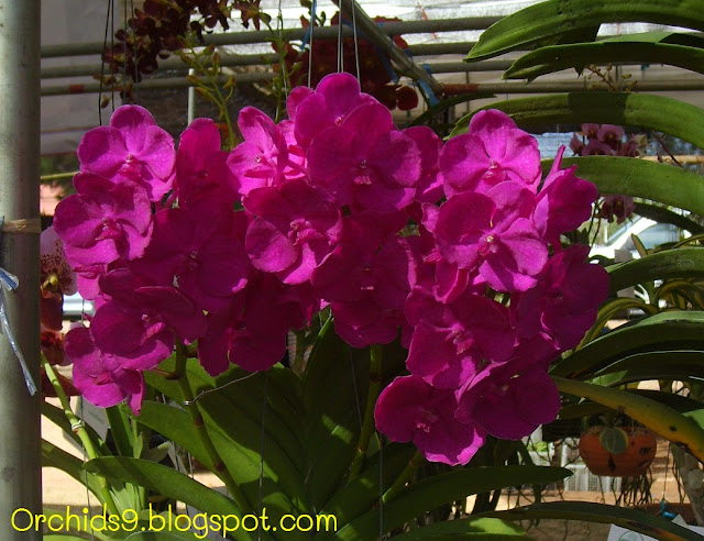 http://4.bp.blogspot.com/-qAP6hwzr-qE/TlyyIRTDCoI/AAAAAAAAAvs/xiEb323-myA/s1600/Vanda+Hybrid+Orchid+Flower+Picture+04.JPG