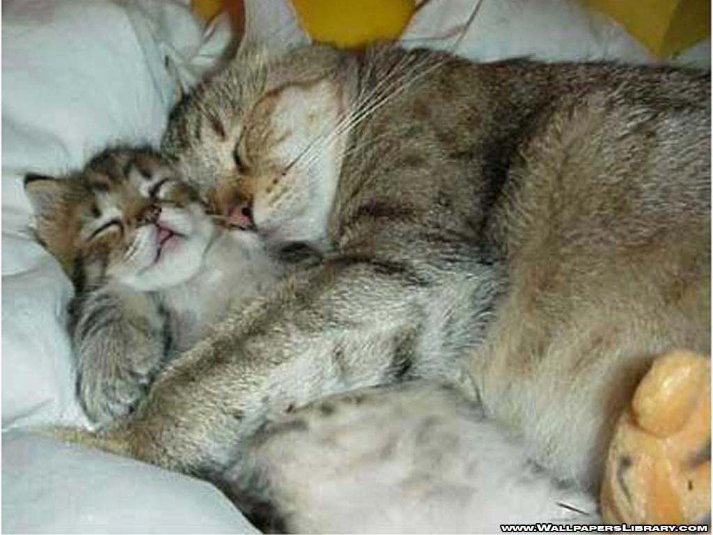 Funny Image Gallery: Dailymotion Funny Cats a Animals video!