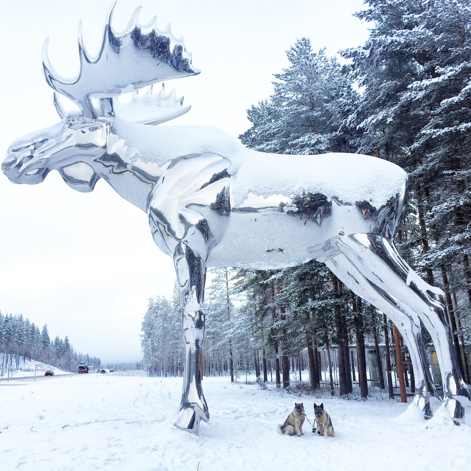 Elgseter Verdens største elg!