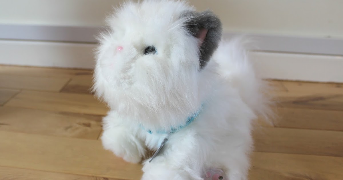 my dream kitten