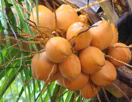 coconut tender fruit bonda coconuts fresh dried fruits